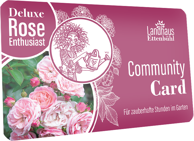Deluxe Rose Enthusiast_transparent