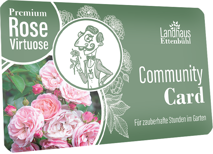 Premium Rose Virtuose_transparent
